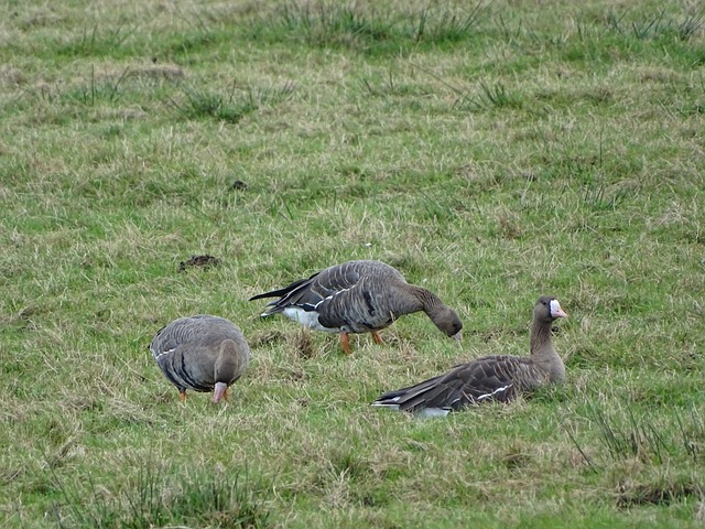 仪式上不仅 仪式上不仅