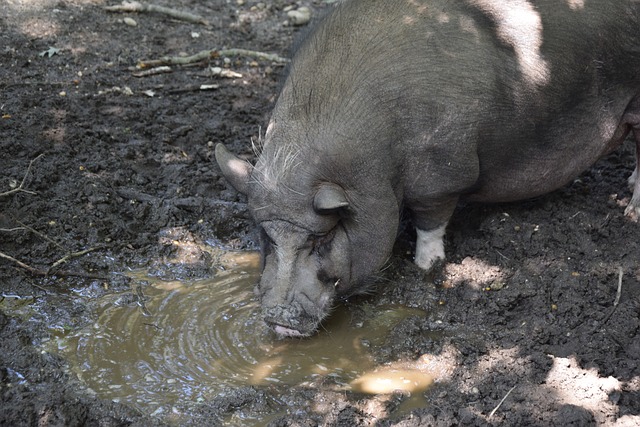 教練策略性 教練策略性